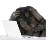chimp with laptop